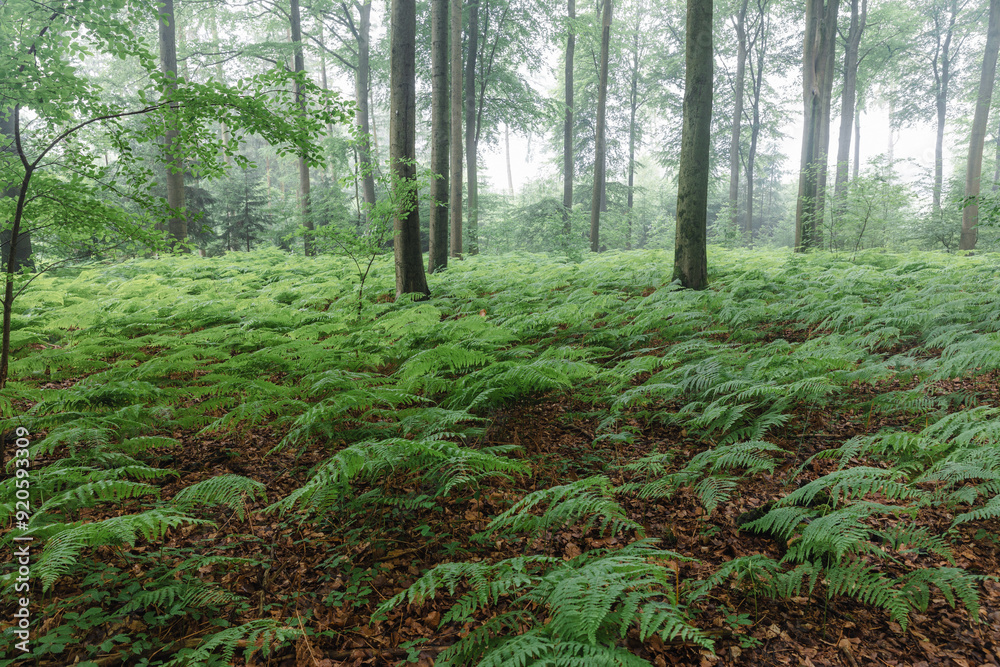 Fototapeta premium Mistery morning in the forest
