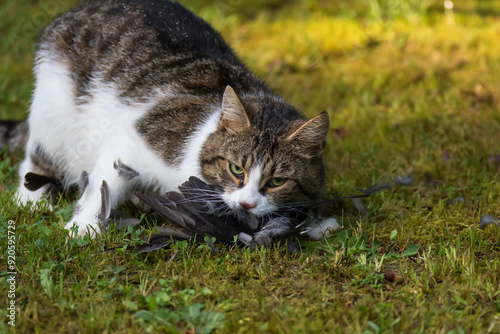 Katze mit Vogel im Maul