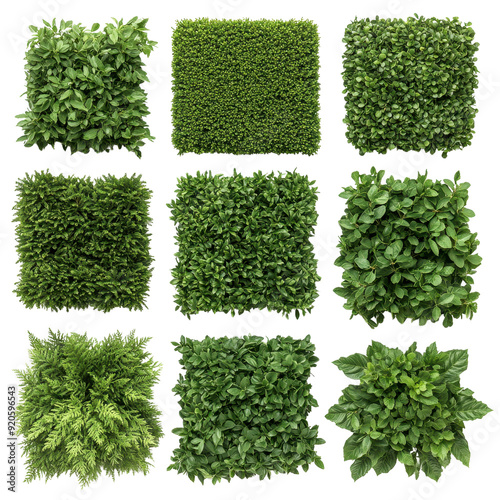 A vibrant collection of various green plants displayed in a square arrangement, perfect for nature-themed projects.