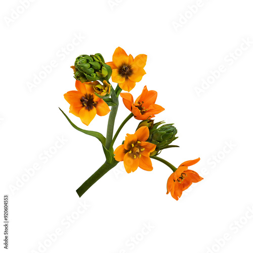 Orange ornithogalum flowers and buds in a floral arrangement  isolated on white or transparent background photo