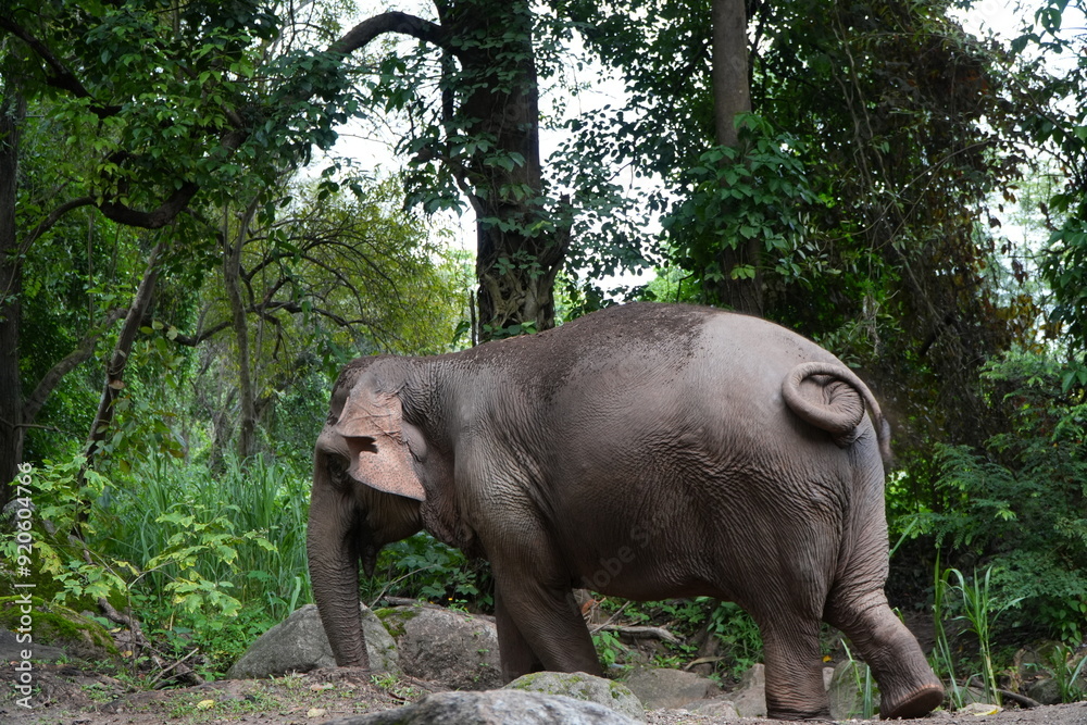 Fototapeta premium elephant