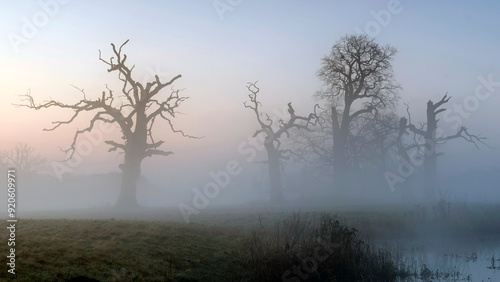 Wallpaper Mural Landscape in the park. Old trees. Torontodigital.ca