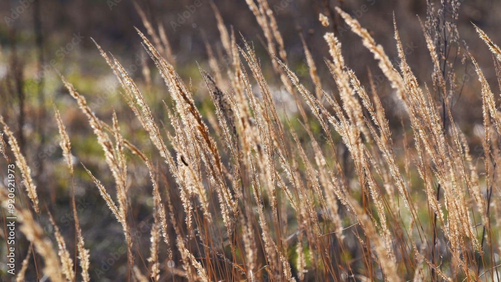 stems of fluffy grass in early spring in a field stems of fluffy grass in early spring in a field