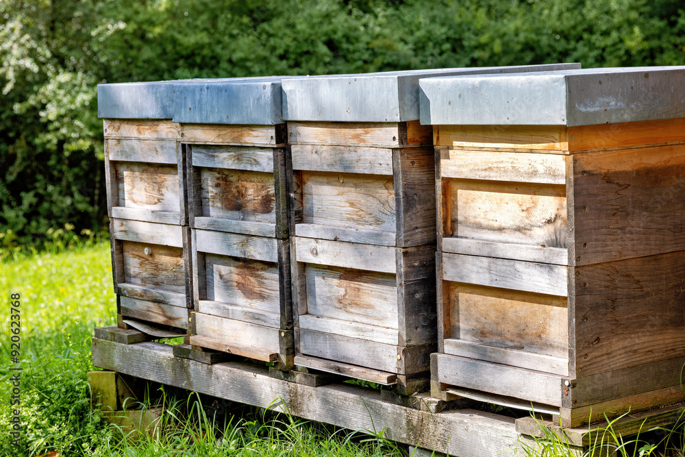 Wooden beehives for honey bees in summer