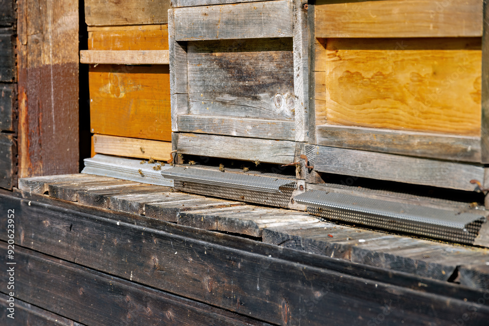 Wooden beehives for honey bees in summer Wooden beehives for honey bees in summer