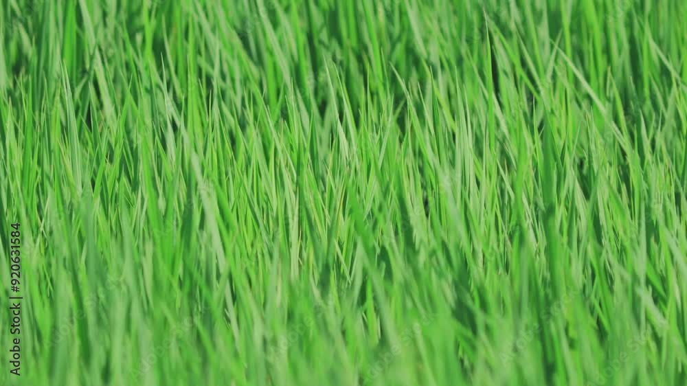 Paddy field. Paddy, Organic Agriculture, Ears Of Rice In The Field,grass Paddy field. Paddy, Organic Agriculture, Ears Of Rice In The Field,grass