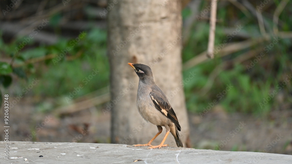 Indian Myna Birds. Its other names Common myna and mynah. This is a bird of the starling family Sturnidae. This is a group of passerine birds which are native to southern Asia, especially India. Indian Myna Birds. Its other names Common myna and mynah. This is a bird of the starling family Sturnidae. This is a group of passerine birds which are native to southern Asia, especially India.