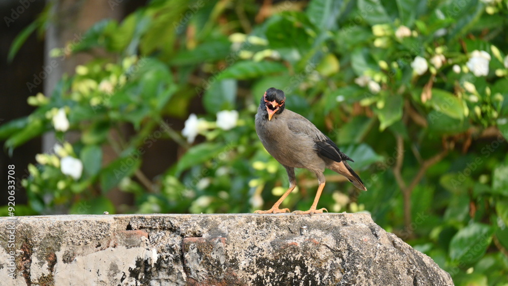 Obraz premium Indian Myna Birds. Its other names Common myna and mynah. This is a bird of the starling family Sturnidae. This is a group of passerine birds which are native to southern Asia, especially India. 