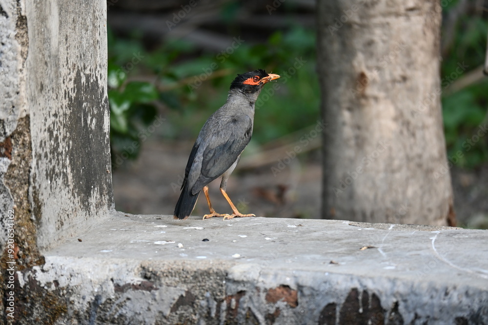 Indian Myna Birds. Its other names Common myna and mynah. This is  a bird of the starling family Sturnidae. This is a group of passerine birds which are native to southern Asia, especially India. 