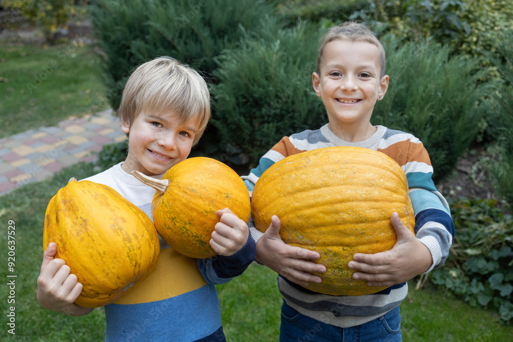 Fototapeta premium Two little boys are having fun harvesting pumpkins and preparing for Halloween. Autumn harvest, brothers help parents.