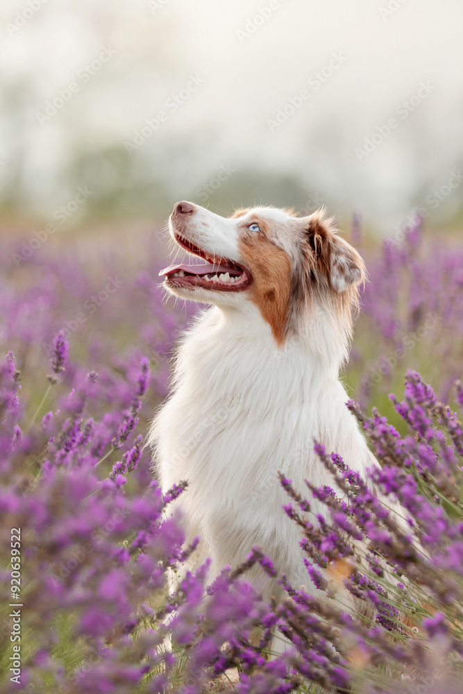 Australian Shepherd Dog Sitting in Lavender Field at Sunset Australian Shepherd Dog Sitting in Lavender Field at Sunset