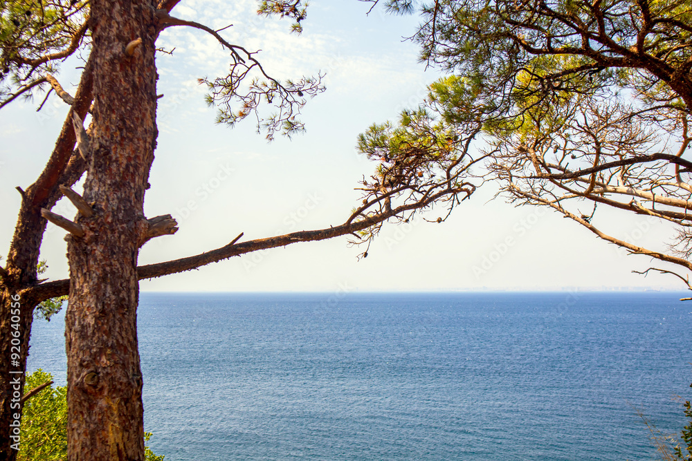 tree on the shore of sea tree on the shore of sea