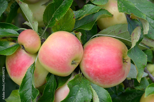 Fototapeta Naklejka Na Ścianę i Meble -  Malus communis 'Belle de Boskoop', Pomme