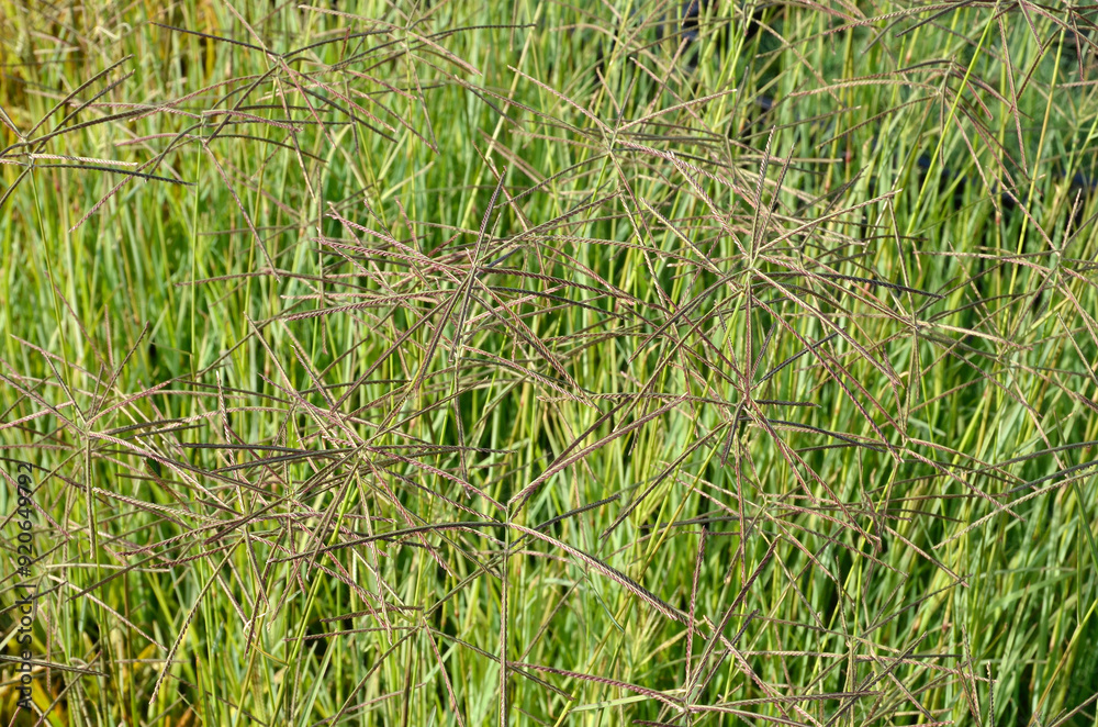 Eustachys distichophylla chloris dis, Graminée