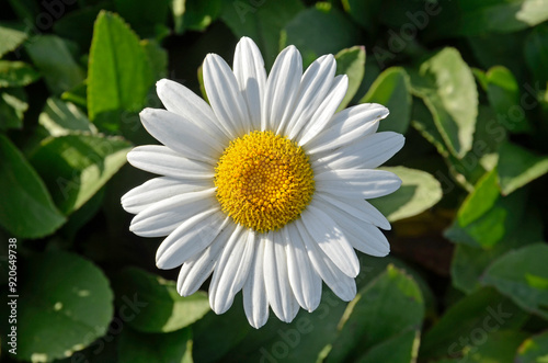 Leucanthemum becky , Marguerite d'été