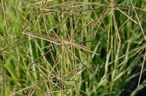 Eustachys distichophylla chloris dis, Graminée