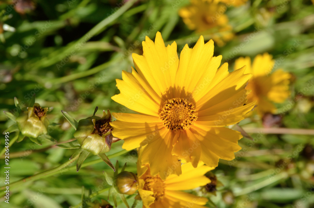 Coreopsis grandiflora 'Mayfield Giant' , Coreopsis à grandes fleurs Coreopsis grandiflora 'Mayfield Giant' , Coreopsis à grandes fleurs