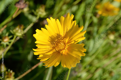 Wallpaper Mural Coreopsis grandiflora 'Mayfield Giant' , Coreopsis à grandes fleurs Torontodigital.ca