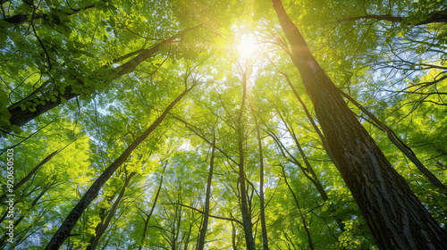 Sunlight Through the Canopy of Trees ..