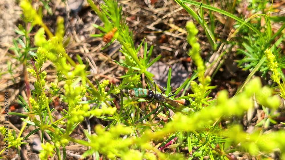 Closeup shot of flies on plant stems fighting with each other. Macro view. Closeup shot of flies on plant stems fighting with each other. Macro view.