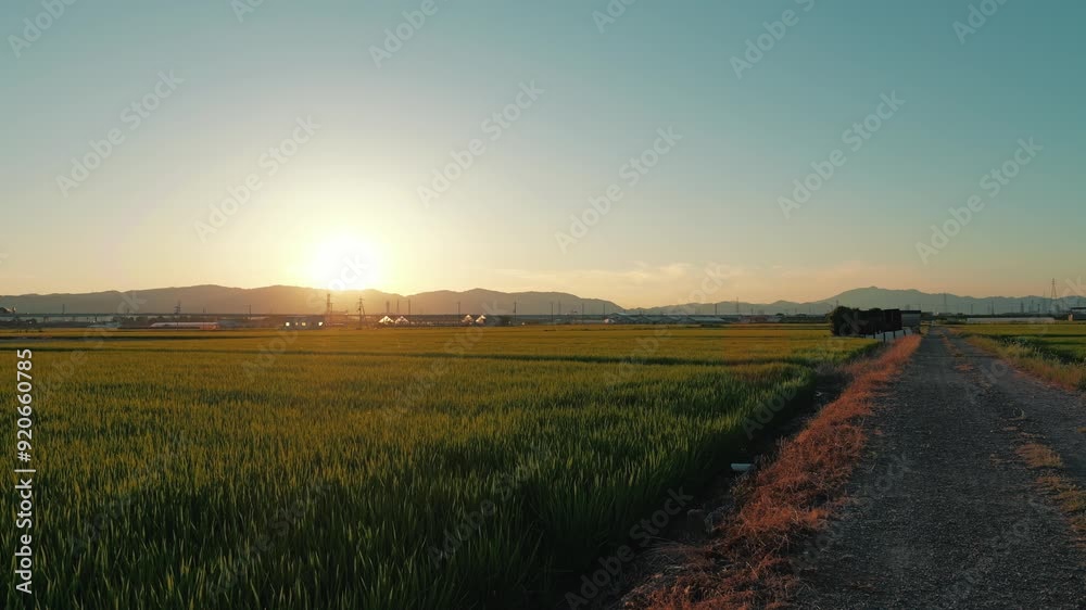 Sunset over Rice Paddy Field,grass Sunset over Rice Paddy Field,grass