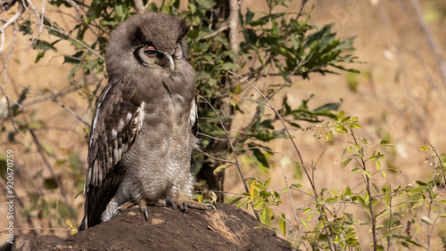 Verreaux's eagle-owl chick (Giant Eagle Owl) Reuse ooruil, (Ketupa lactea) near Afsaal Picnic site in the Southern par of Kruger National Park, Mpumalanga, South Africa  photo