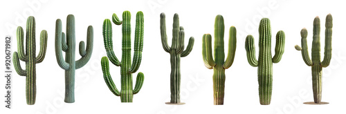 Set of Saguaro Cactus plants Cacti on white transparent background photo