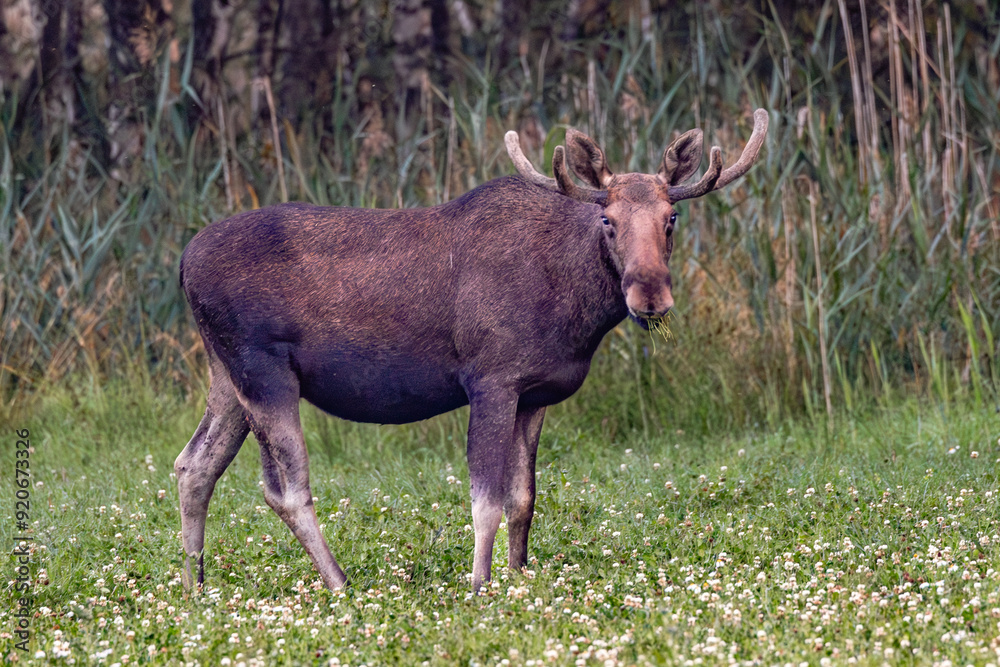 moose in the woods