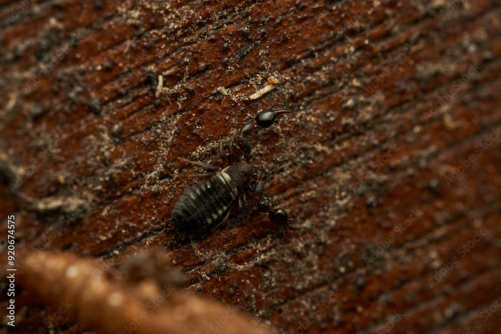Details of a Pseudoscorpion on a brown wood Details of a Pseudoscorpion on a brown wood