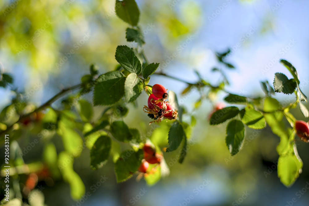 Rose hips ripes on the branches Rose hips ripes on the branches
