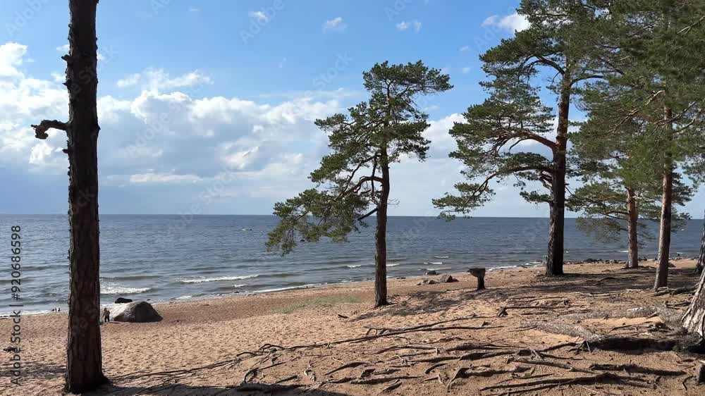Beautiful panoramic view of north sea and summer or autumn forest Beautiful panoramic view of north sea and summer or autumn forest