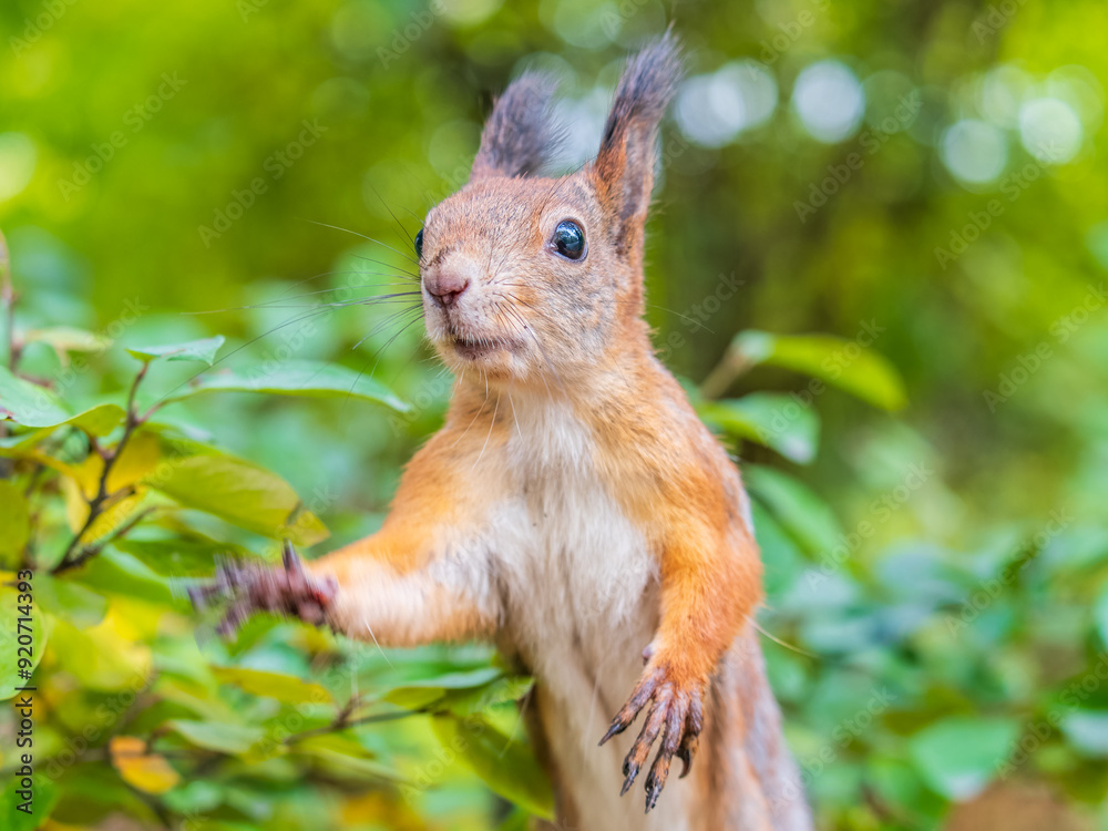 Fototapeta premium Autumn Squirrel standing on its hind legs on on green grass with fallen yellow leaves