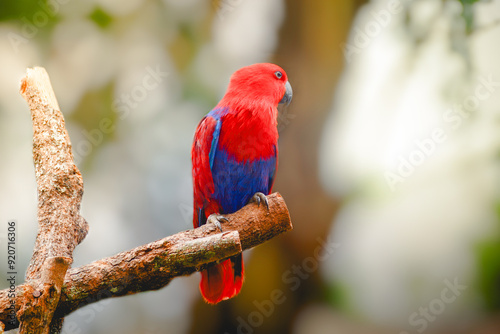 The Moluccan eclectus (Eclectus roratus) is a parrot native to the Maluku Islands. the male having a mostly bright emerald green plumage and the female a mostly bright red and purple or blue plumage photo