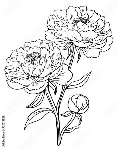 Children's Coloring Book With The Image Of A Peony Flower Nature In Vector