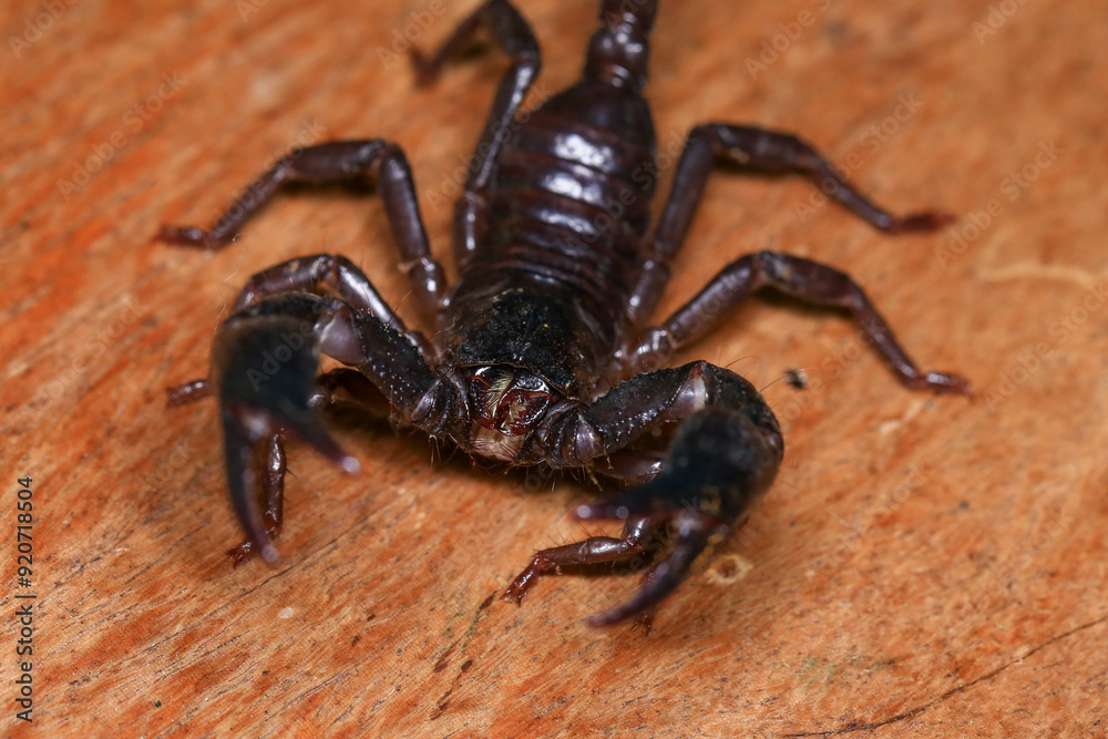 Scorpion on a wooden background. Close up of scorpion Scorpion on a wooden background. Close up of scorpion
