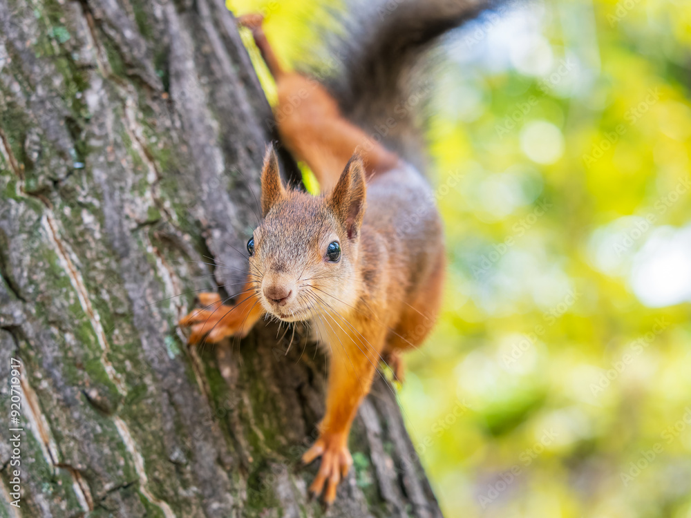Fototapeta premium Portrait of a squirrel on a tree trunk