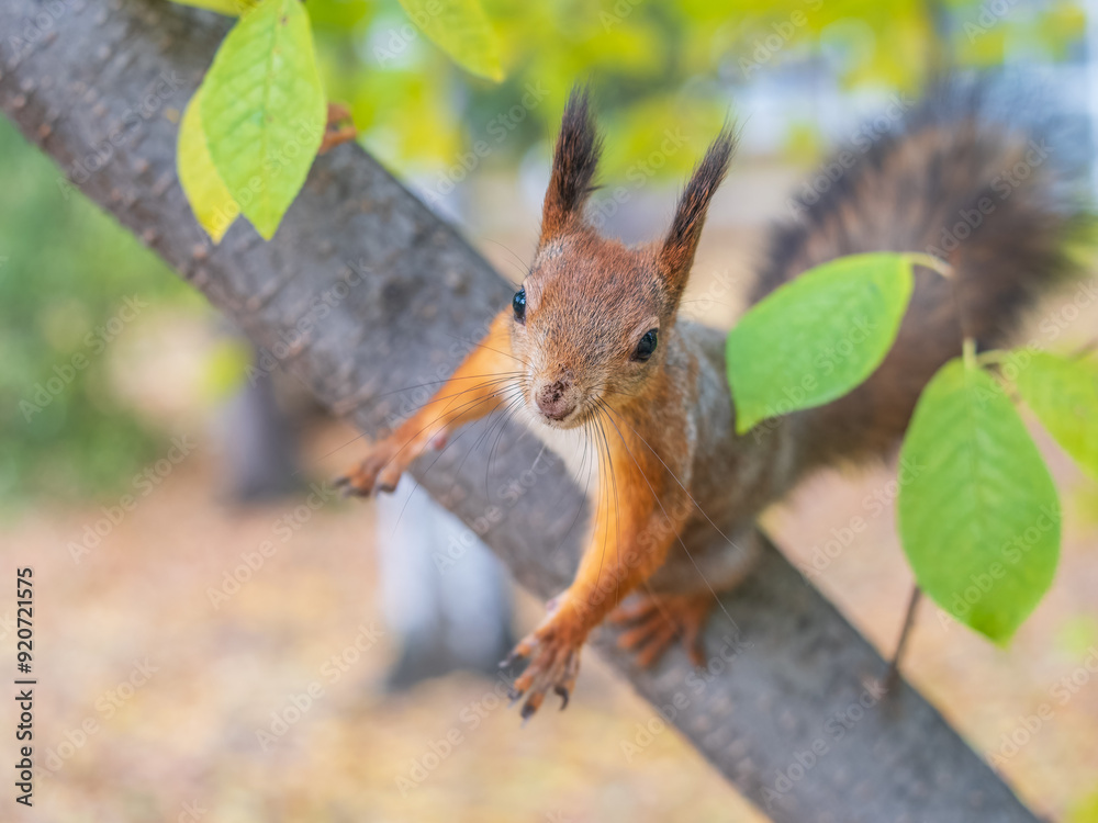 Fototapeta premium Portrait of a squirrel on a tree trunk