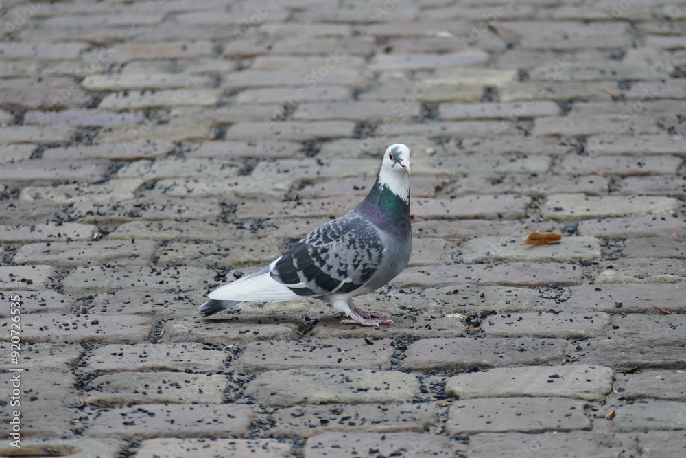 Fototapeta premium Dove in the city looking for something
