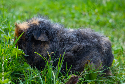 Dark guinea pigs in a grass paddock. Guinea pig in green grass. A tiny dark rodent. Pet, grass, paddock. Guinea pig in the grass
