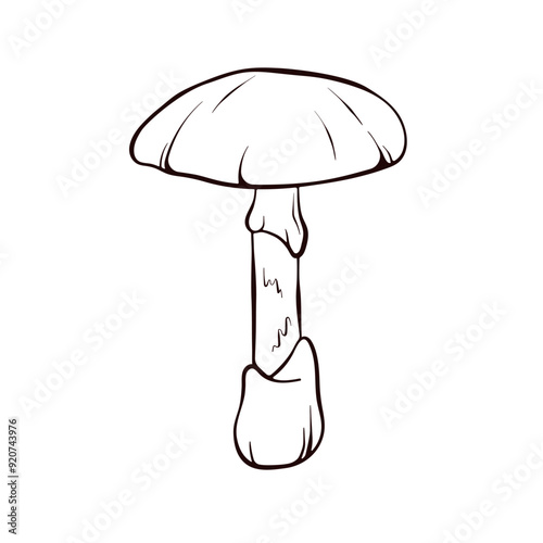 Simple hand drawn Death cap inedible toxic Mushroom. Autumn design. Vector illustration isolated on a white background.