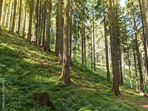 gesunder Bergwald im Morgenlicht photo