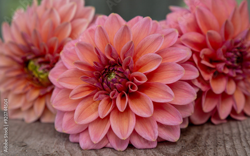 Blooming dahlia flowers in orange pink colour in August