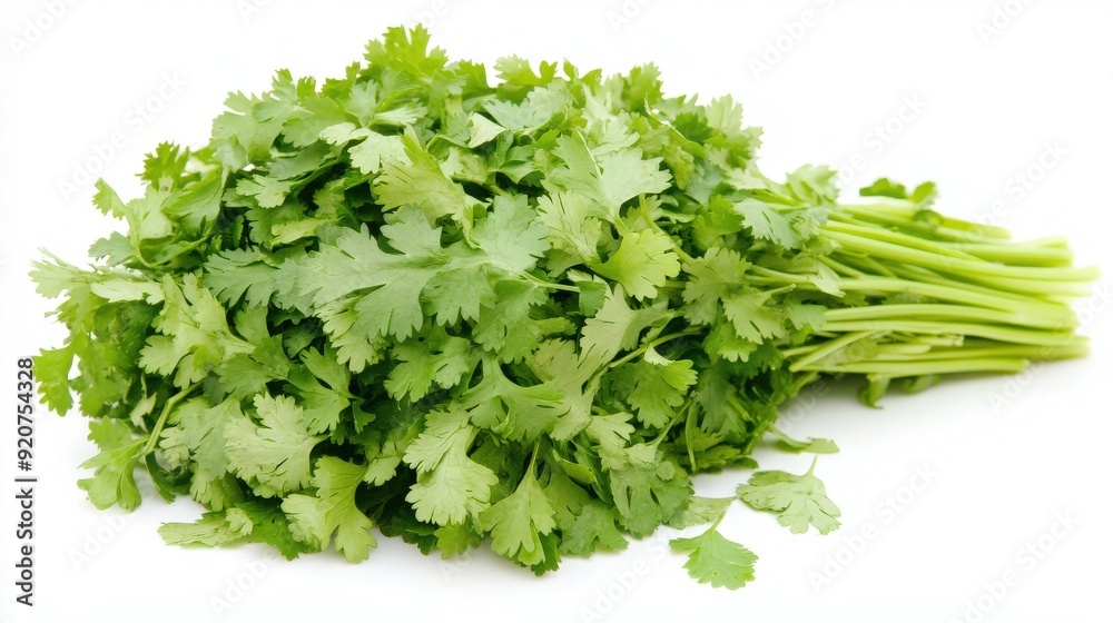Vibrant Full-Body Shot of Fresh Cilantro Bunch on White Background Vibrant Full-Body Shot of Fresh Cilantro Bunch on White Background