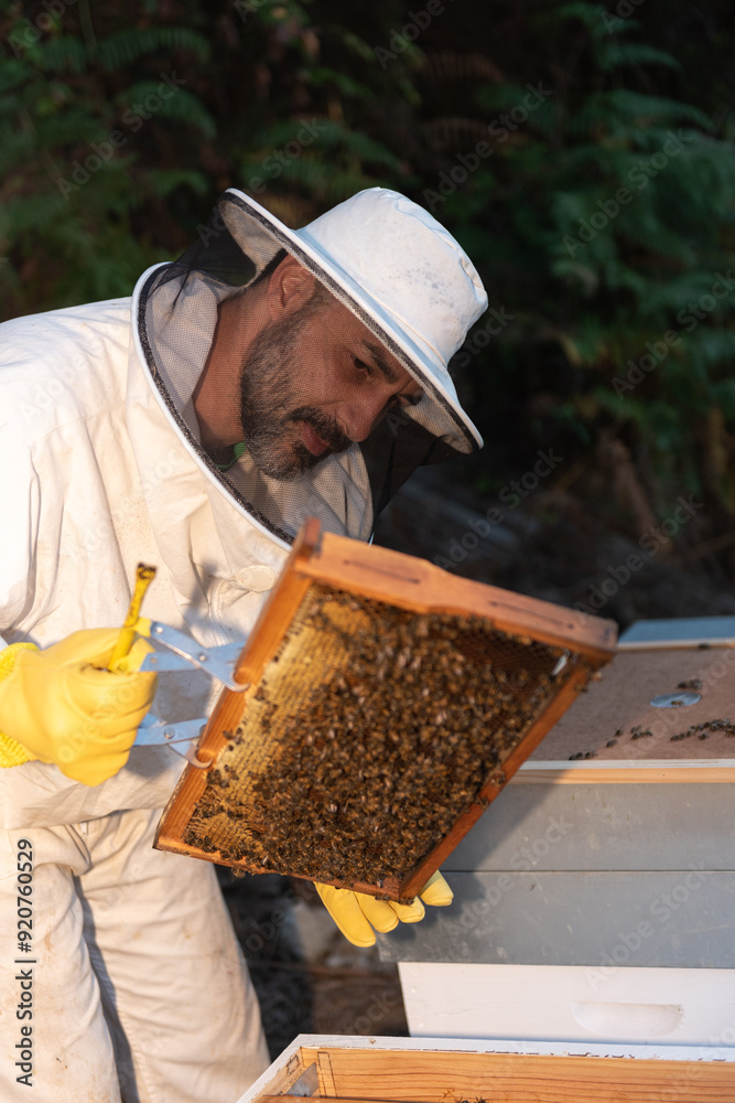 Beekeeper opening a hive frame on a bee farm