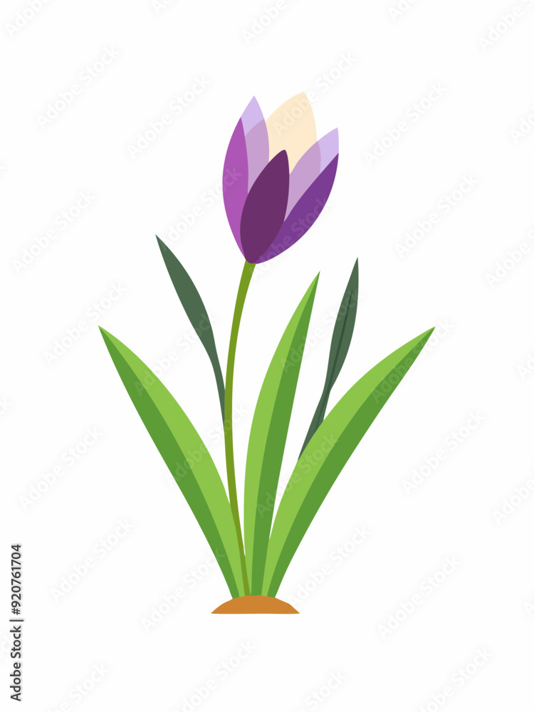 Naklejka premium Crocus plant vector illustration
