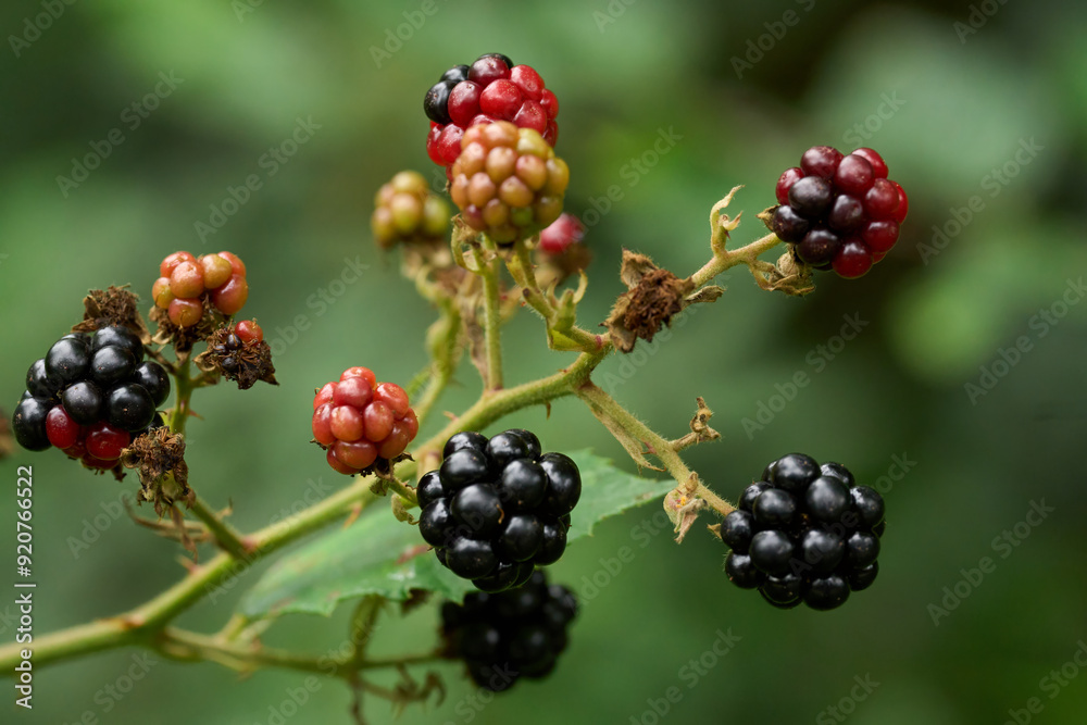Rubus Rubus