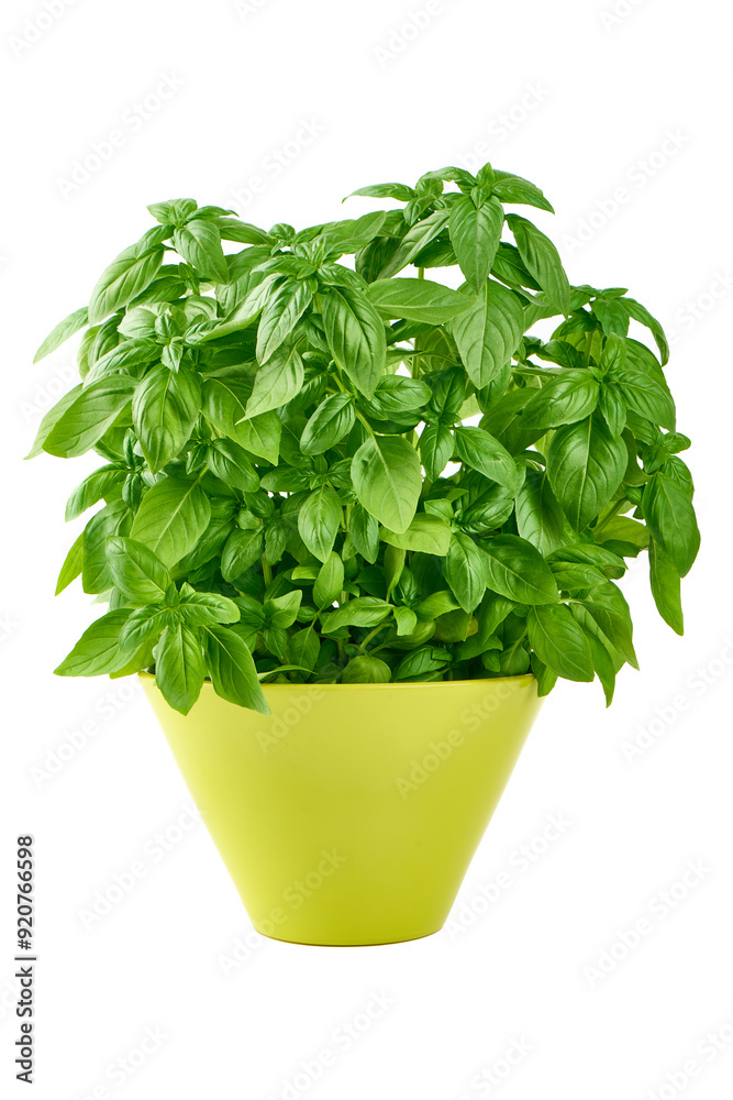 Fresh green Basil pot, isolated on white background. Fresh green Basil pot, isolated on white background.