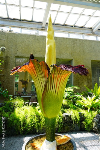 ショクダイオオコンニャク　amorphophallus　titanum京都府立植物園 photo