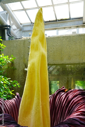 ショクダイオオコンニャク　amorphophallus　titanum京都府立植物園