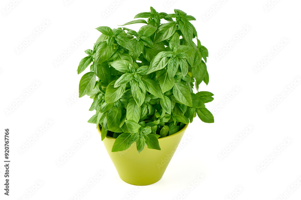 Fresh green Basil pot, isolated on white background. Fresh green Basil pot, isolated on white background.